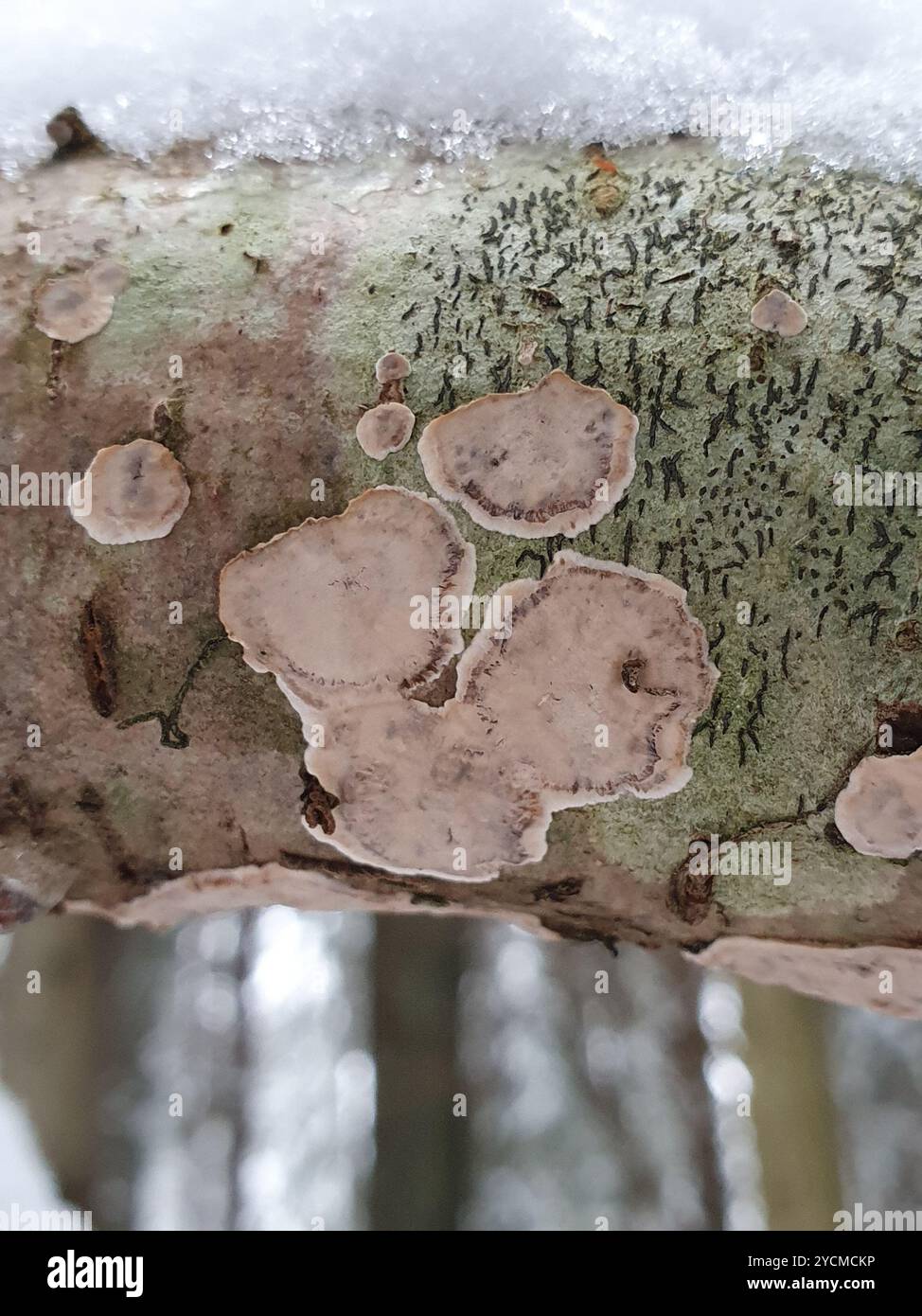 Broadleaf Bleeding-crust (Stereum rugosum) Fungi Stock Photo - Alamy