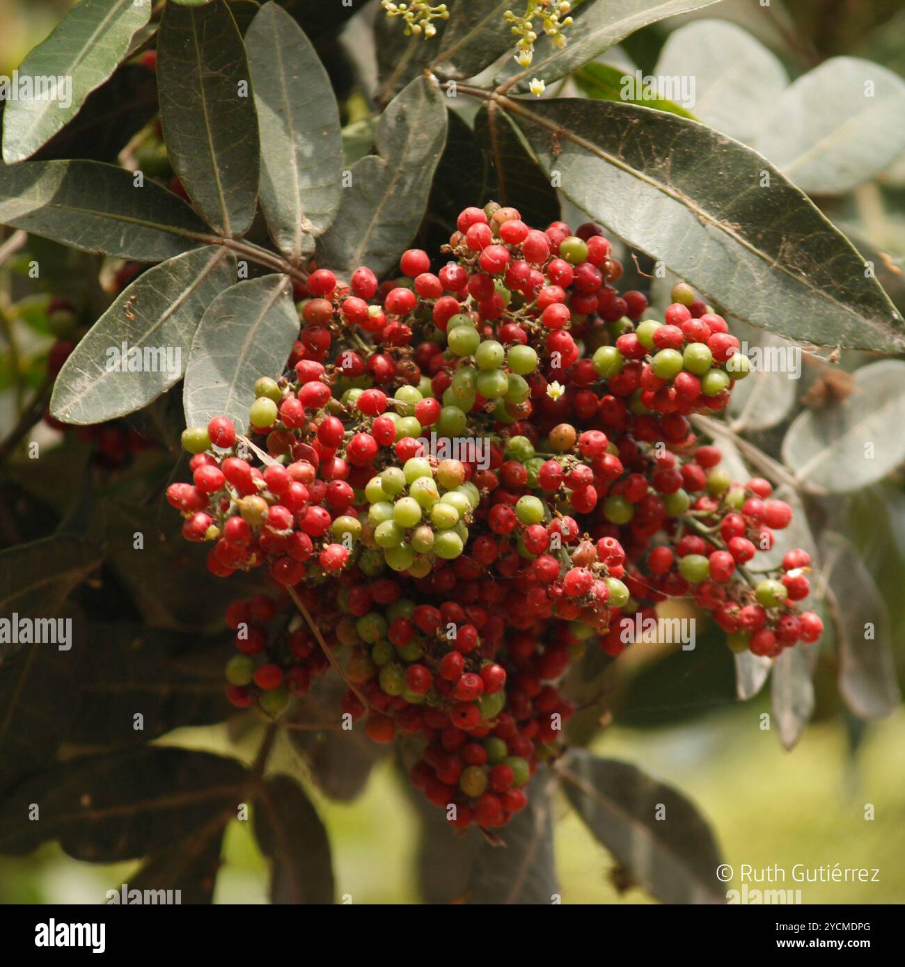 Brazilian pepper (Schinus terebinthifolia) Plantae Stock Photo - Alamy