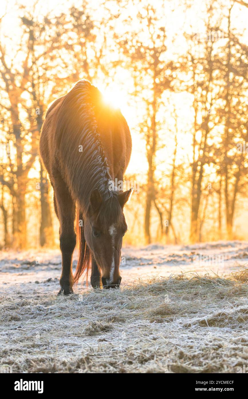 Arabian horse eating hay on a cold, frosty winter morning with sun rising behind her Stock Photo