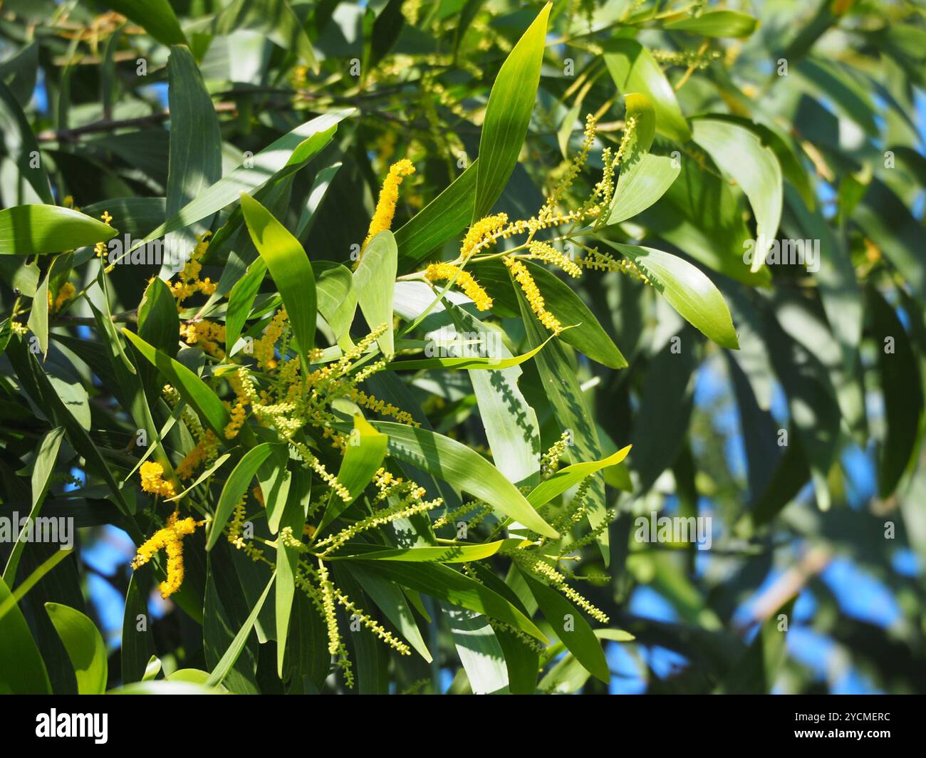 Earpod Wattle (Acacia auriculiformis) Plantae Stock Photo