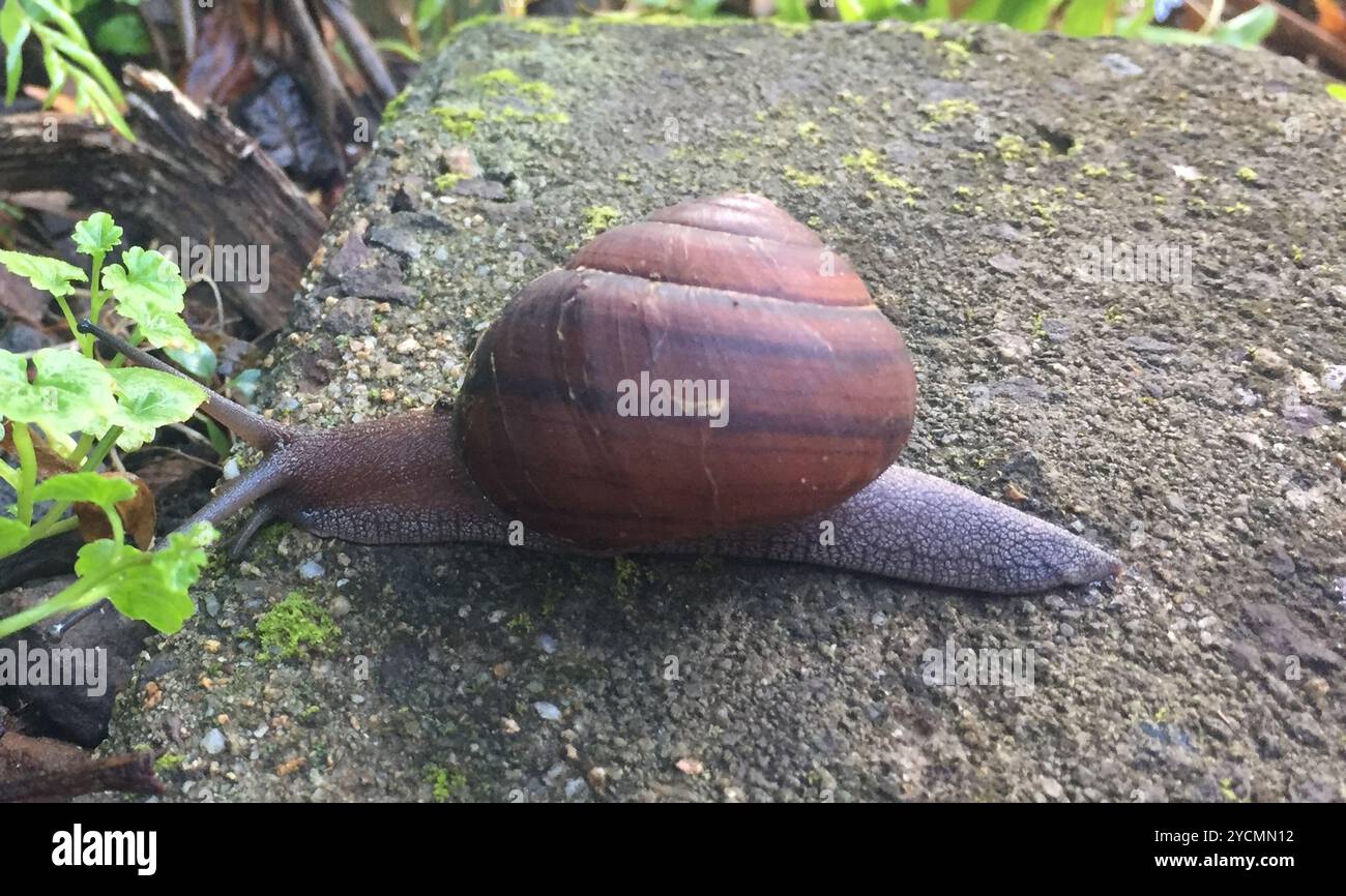 Frasers banded snail hi-res stock photography and images - Alamy