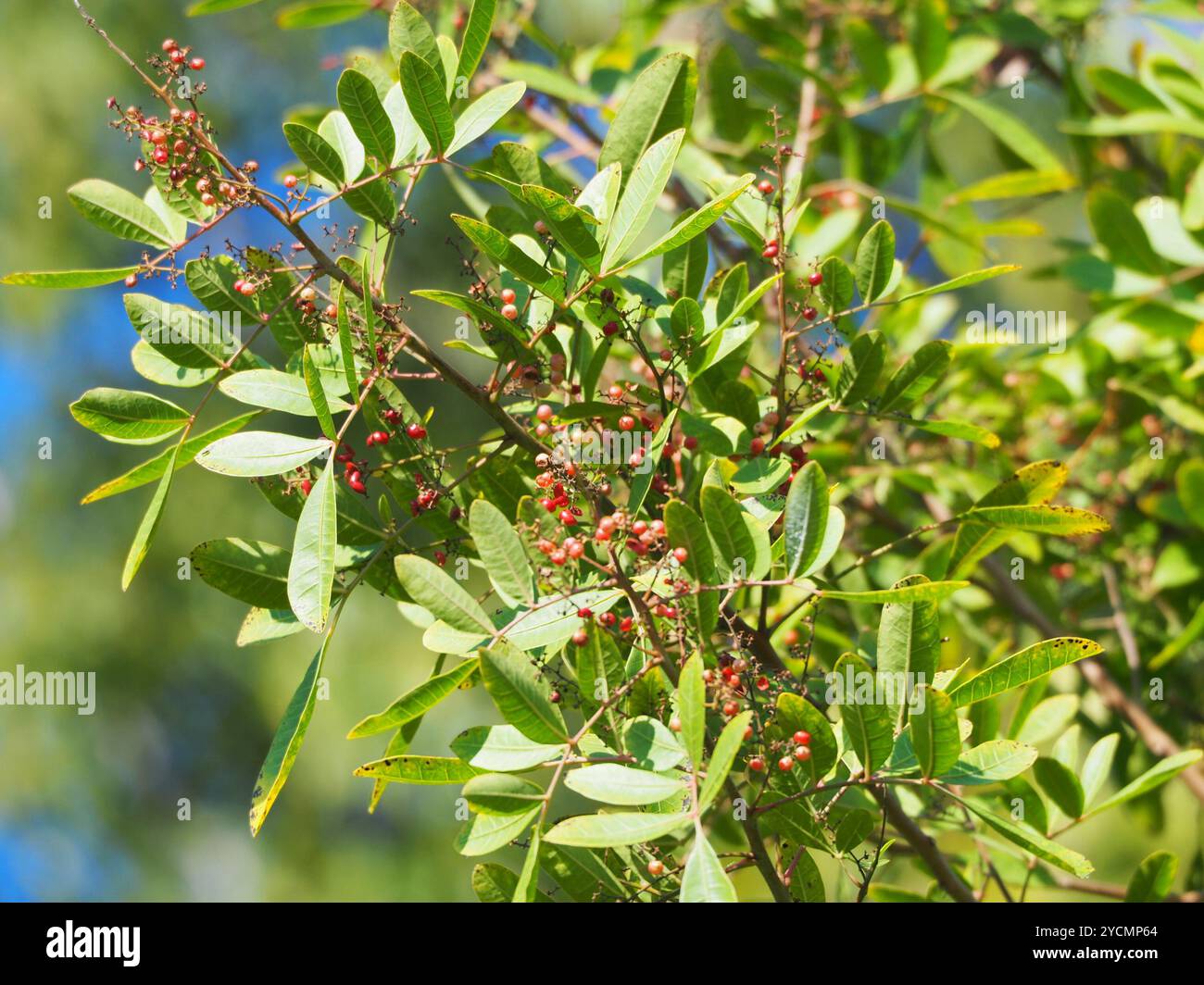 Brazilian pepper (Schinus terebinthifolia) Plantae Stock Photo - Alamy