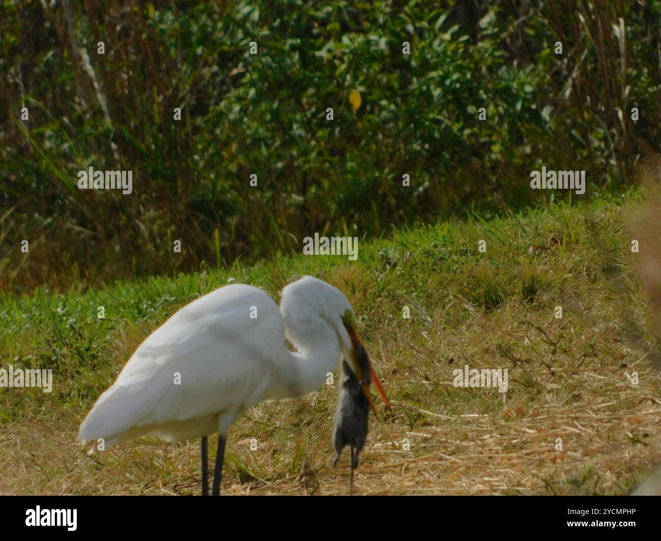 Hispid Cotton Rat (Sigmodon hispidus) Mammalia Stock Photo - Alamy