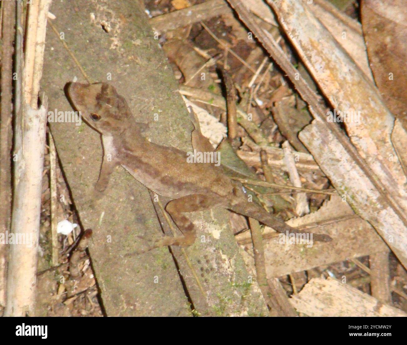 Anolis humilis hi-res stock photography and images - Alamy