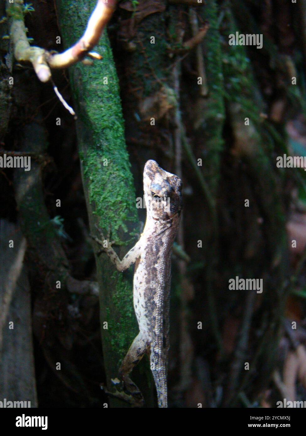 Anolis humilis hi-res stock photography and images - Alamy