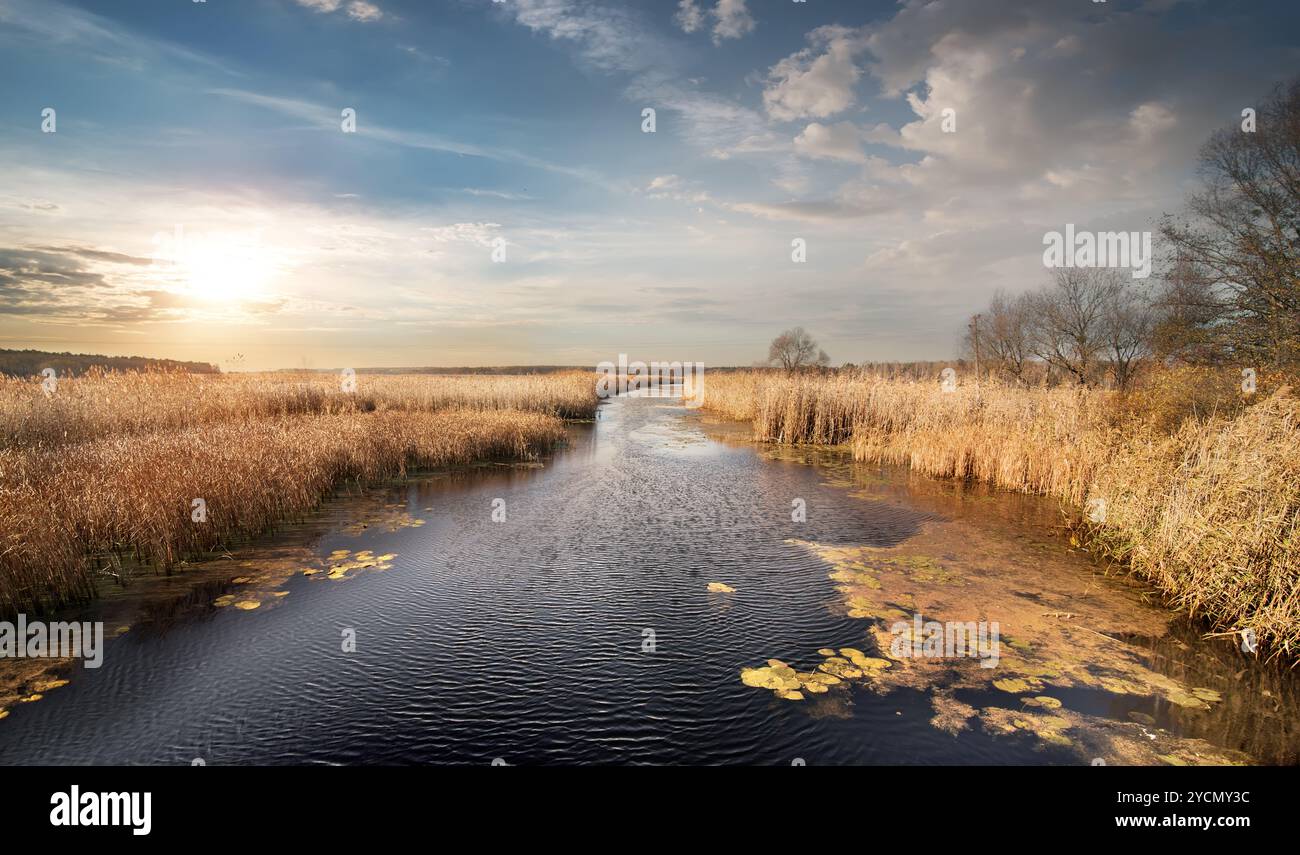 Yellow reeds by river hi-res stock photography and images - Alamy