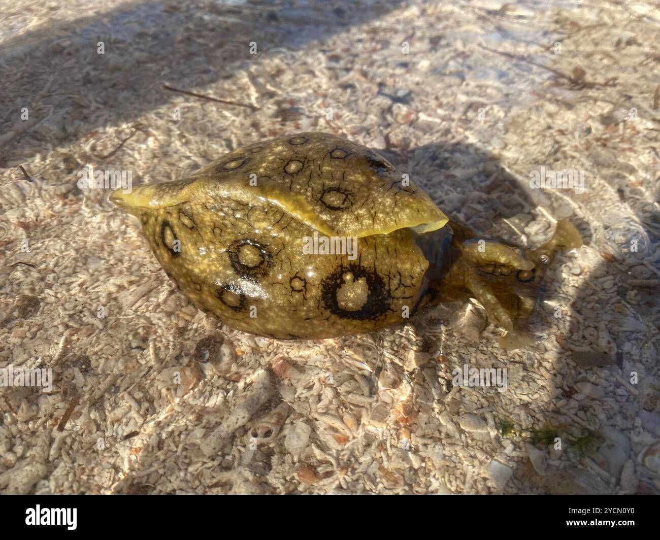 spotted seahare (Aplysia dactylomela) Mollusca Stock Photo - Alamy