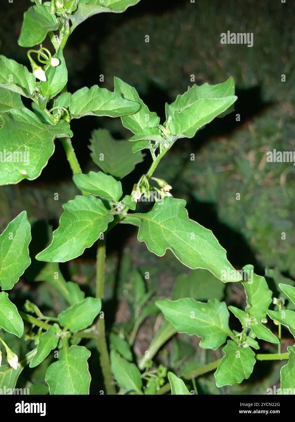American black nightshade (Solanum americanum) Plantae Stock Photo - Alamy