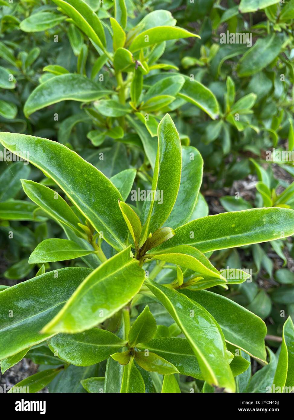 dicots (Magnoliopsida) Plantae Stock Photo - Alamy
