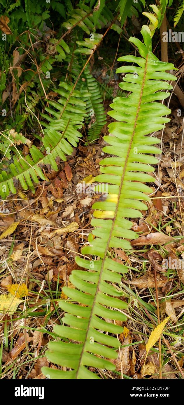 Fishbone Fern (Nephrolepis cordifolia) Plantae Stock Photo - Alamy