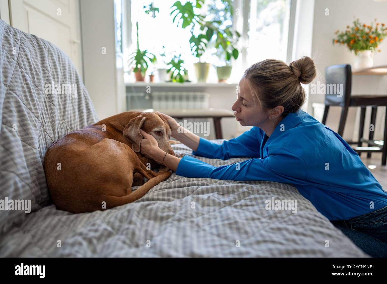 Caring attentive woman dog owner petting sad pet vizsla lying on couch, tender communicating at home Stock Photo