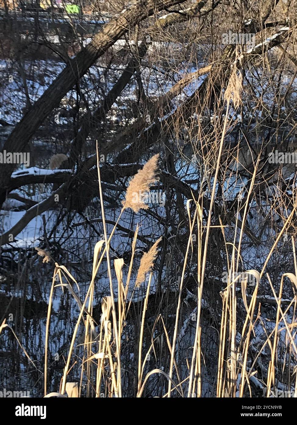European reed (Phragmites australis australis) Plantae Stock Photo - Alamy