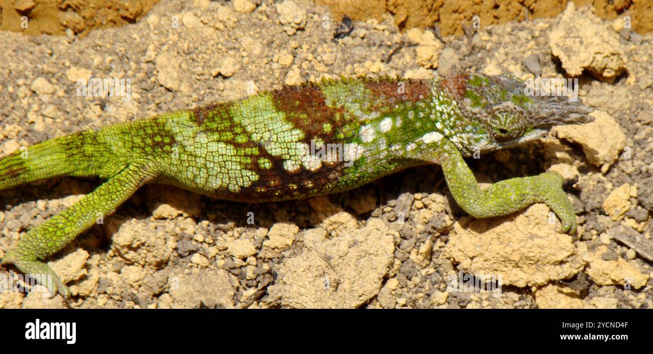 West Usambara two-horned chamaeleon (Kinyongia multituberculata ...