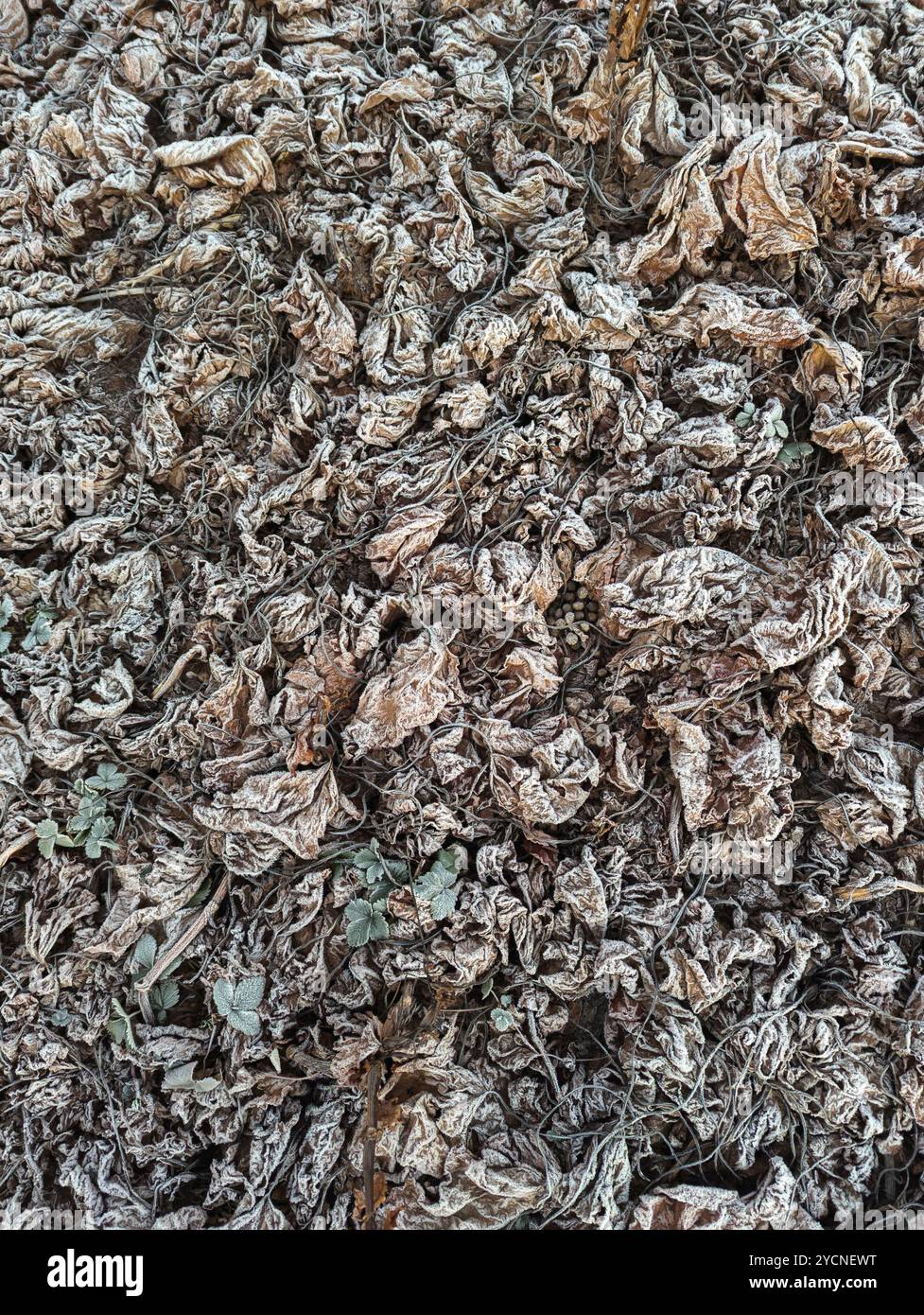 The leaves, once vibrant, are now frozen and still, a testament to the ...