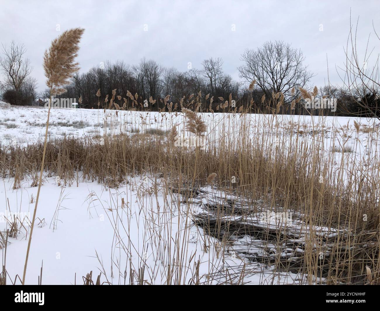 European reed (Phragmites australis australis) Plantae Stock Photo - Alamy