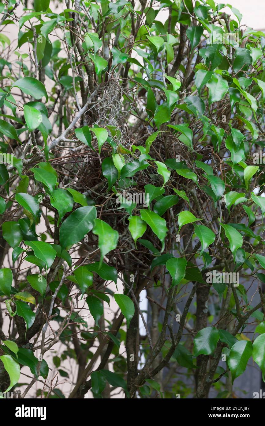 A House Sparrow's Hidden Nest in a Shrub. Stock Photo