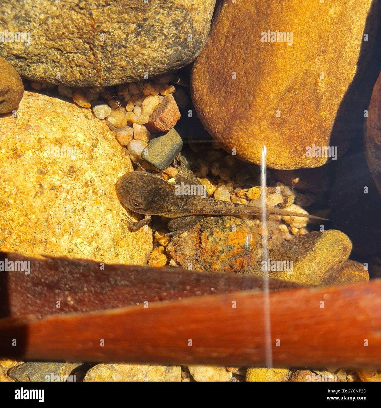 Frogs and Toads (Anura) Amphibia Stock Photo - Alamy