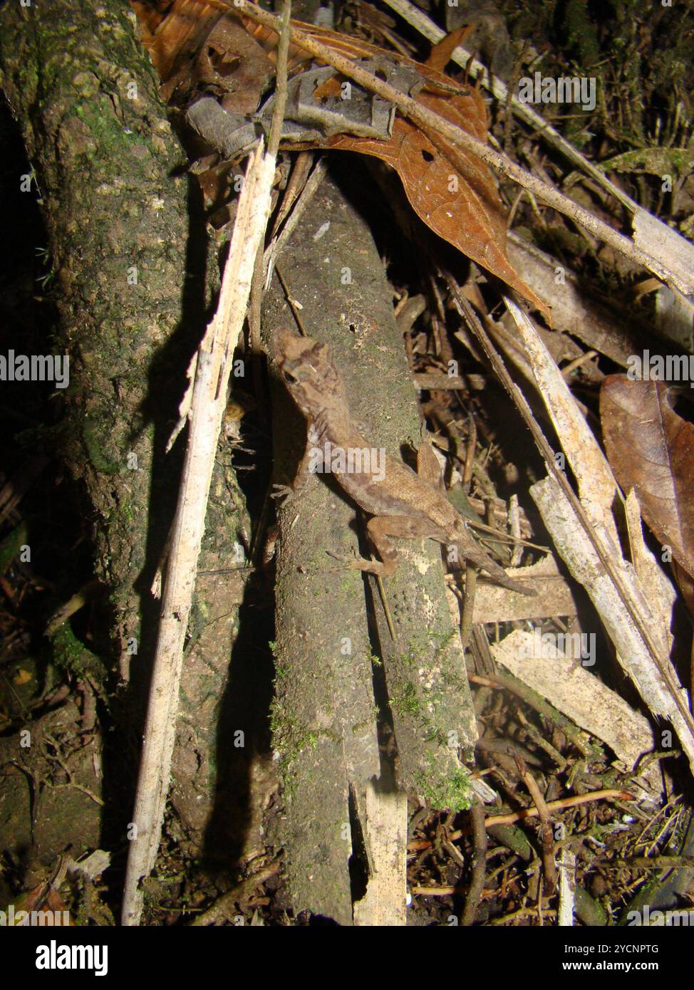 Anolis humilis hi-res stock photography and images - Alamy