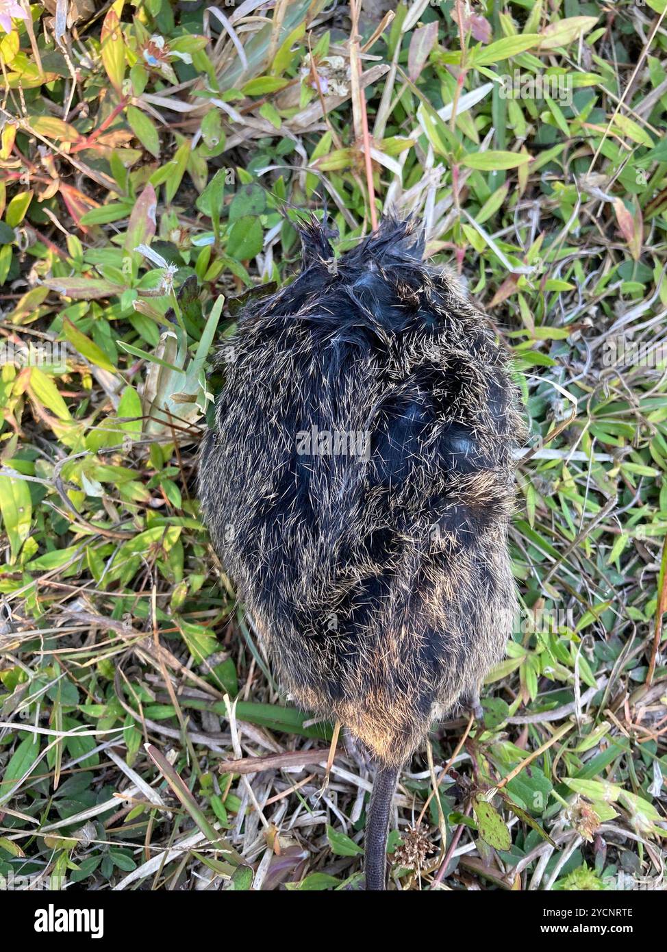 Hispid Cotton Rat (Sigmodon hispidus) Mammalia Stock Photo - Alamy