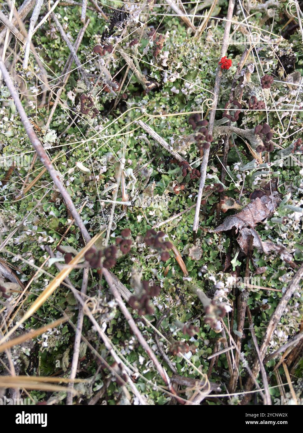 pixie cup and reindeer lichens (Cladonia) Fungi Stock Photo - Alamy