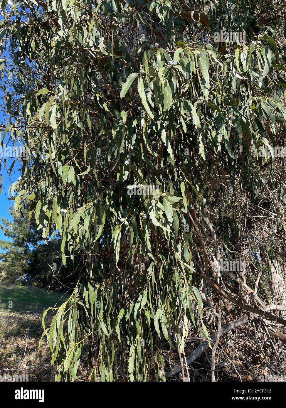 Blue Gum Eucalyptus : Eucalyptus globulus Growing Guide – JLWO