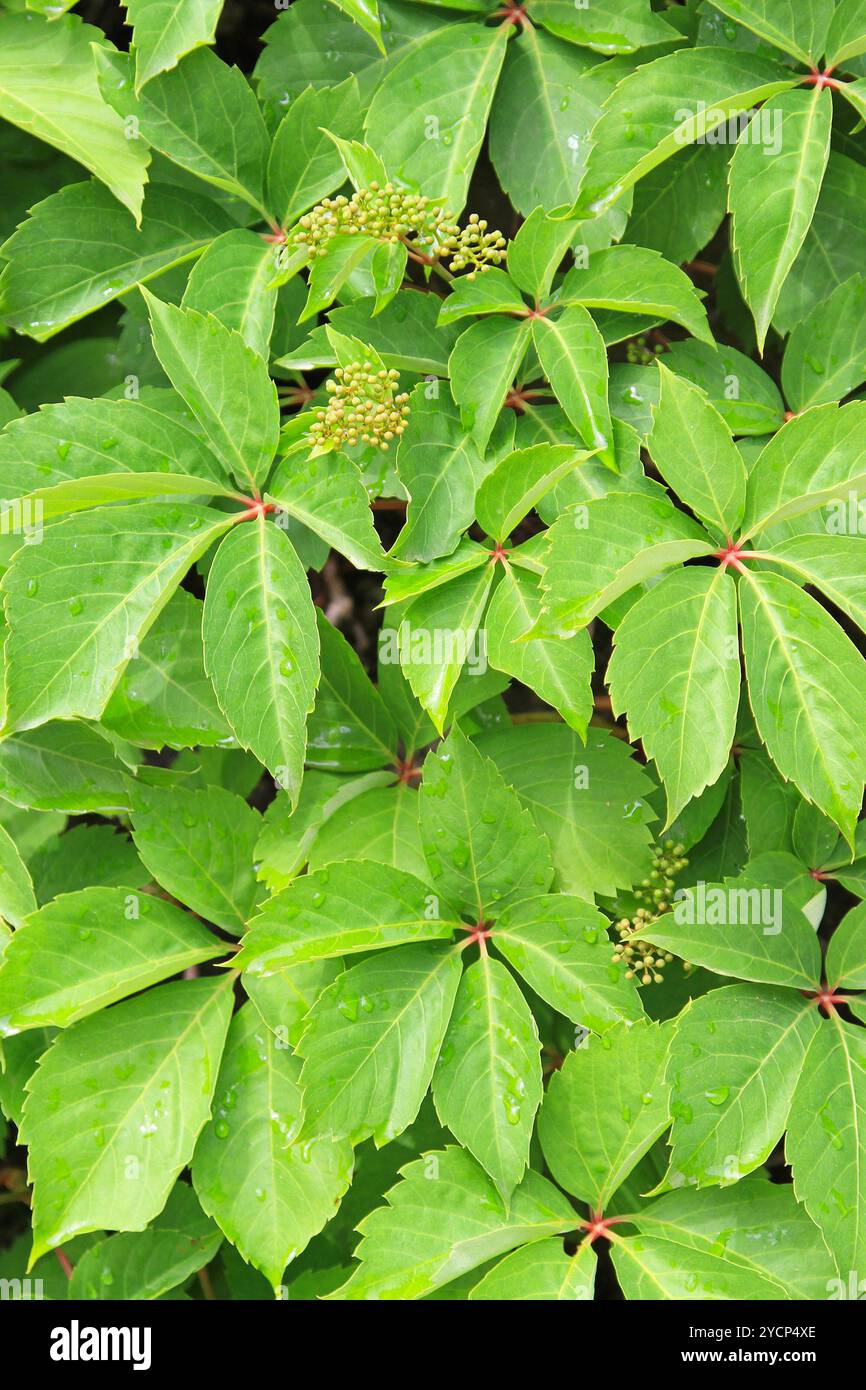 Plants for nature hi-res stock photography and images - Alamy