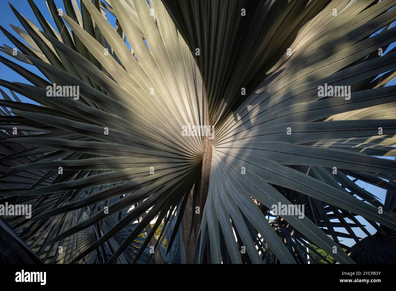 Bismarckia nobilis or Bismarck palm leaf, a palm tree for a politician. Natural background. Stock Photo