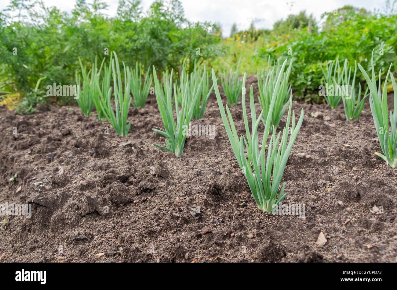Spring onion plantation hi-res stock photography and images - Alamy