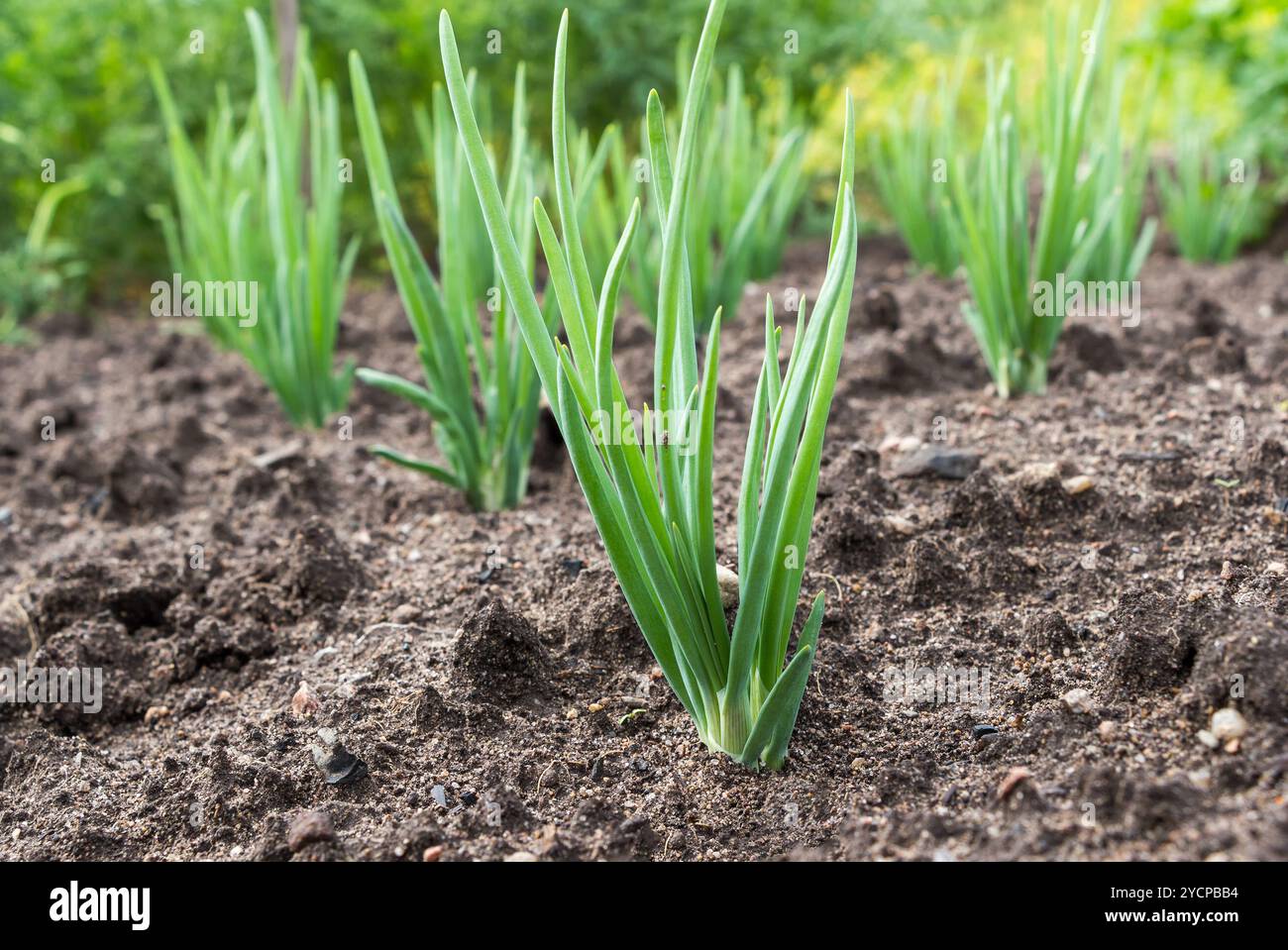 Close up onion plantation hi-res stock photography and images - Alamy
