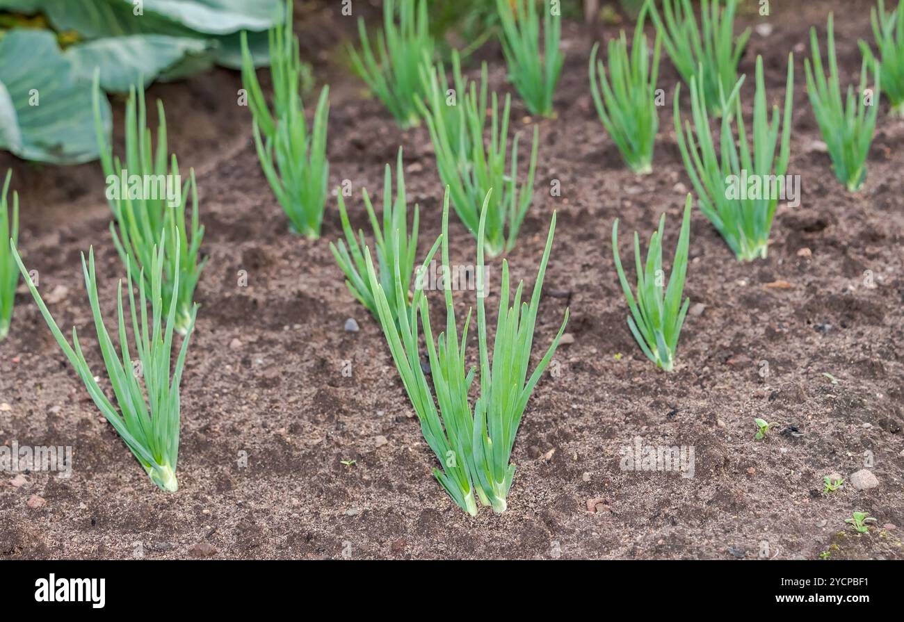 Spring onion plantation hi-res stock photography and images - Alamy