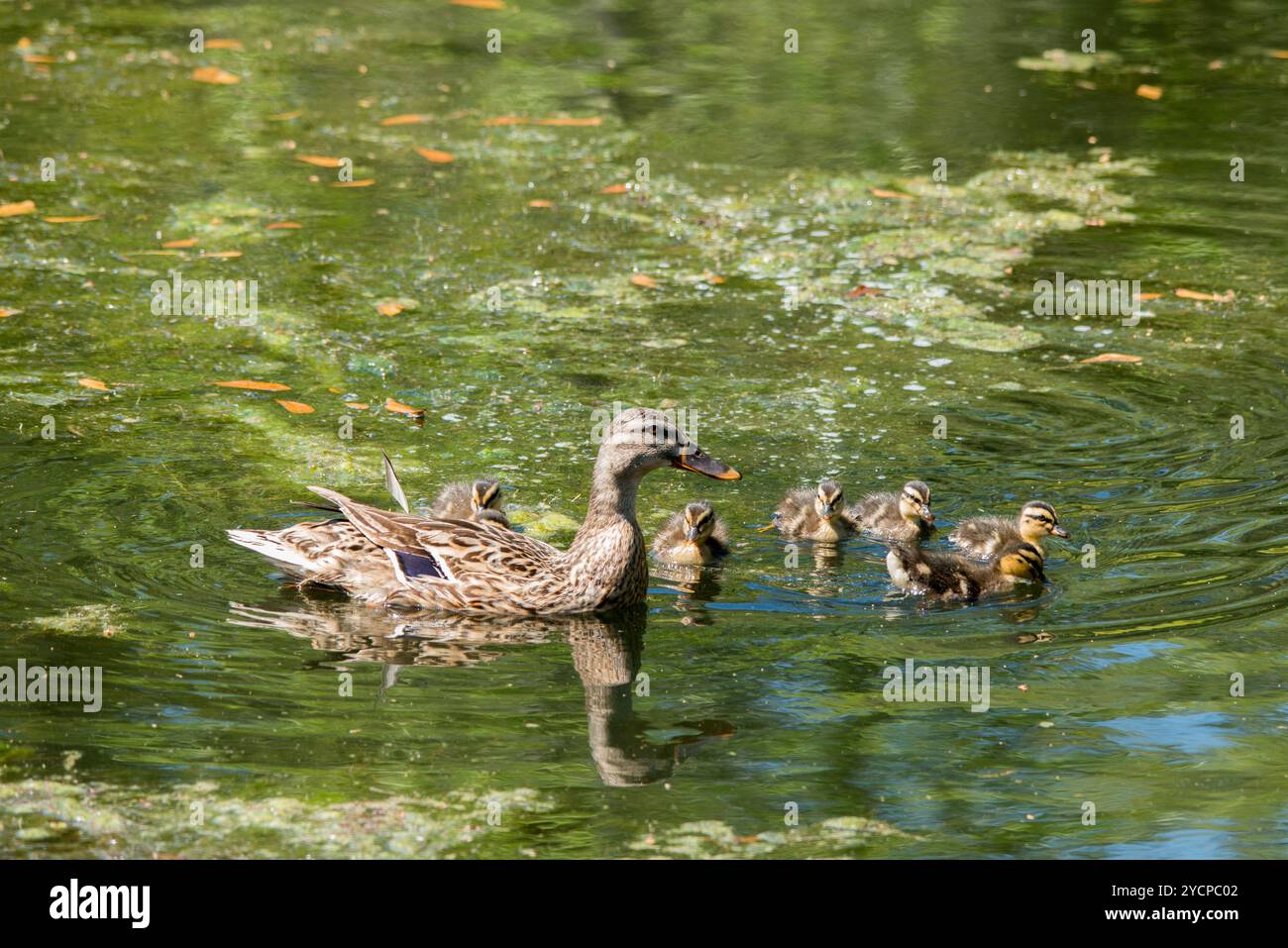 Mallard Hen and Ducklings at The Woodlands Texas Stock Photo