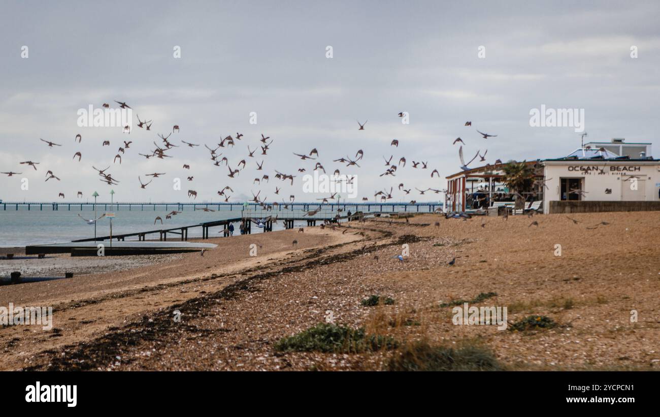 A large flock of birds fly over the beach in Southend, Essex Stock ...