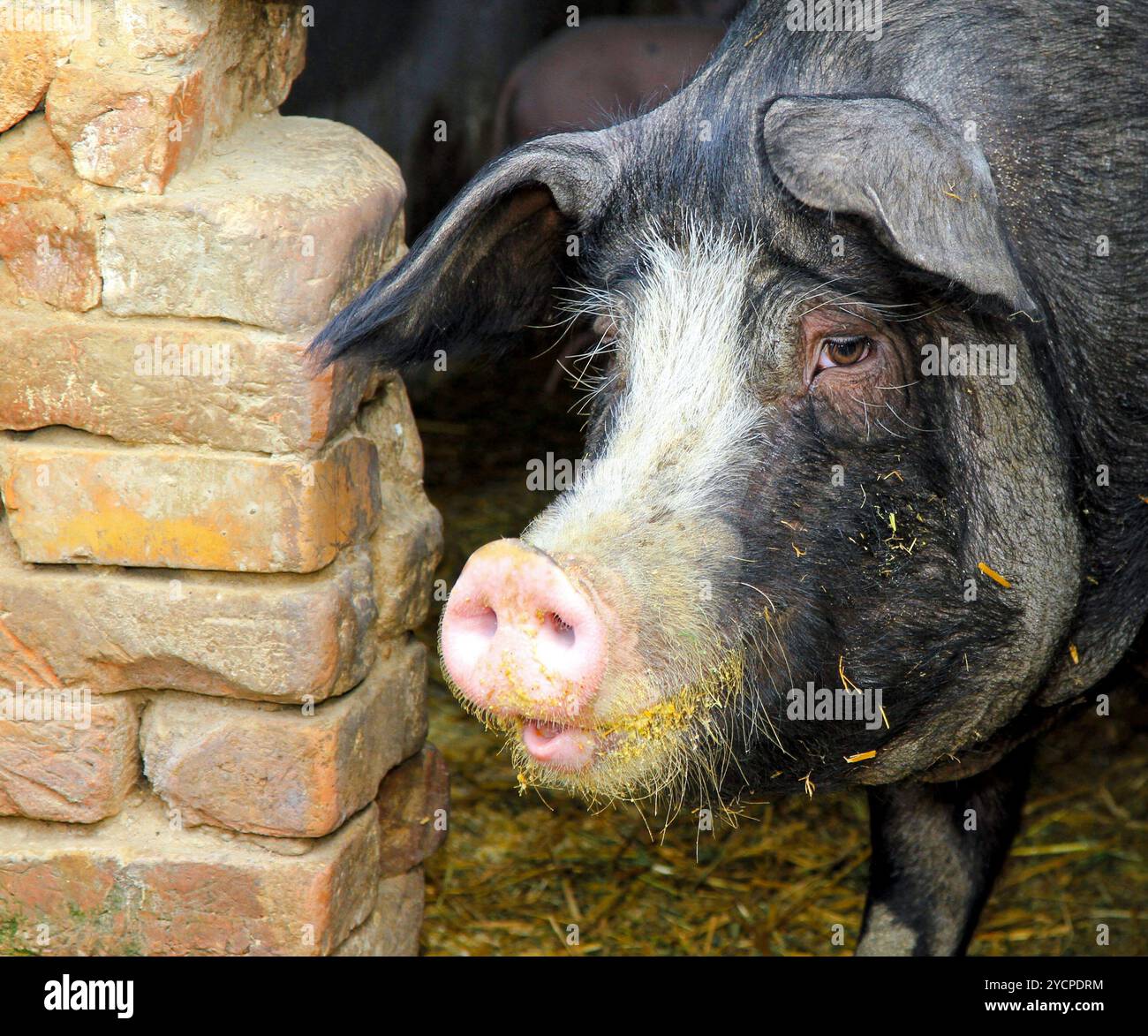 Domestic black big pig hi-res stock photography and images - Alamy