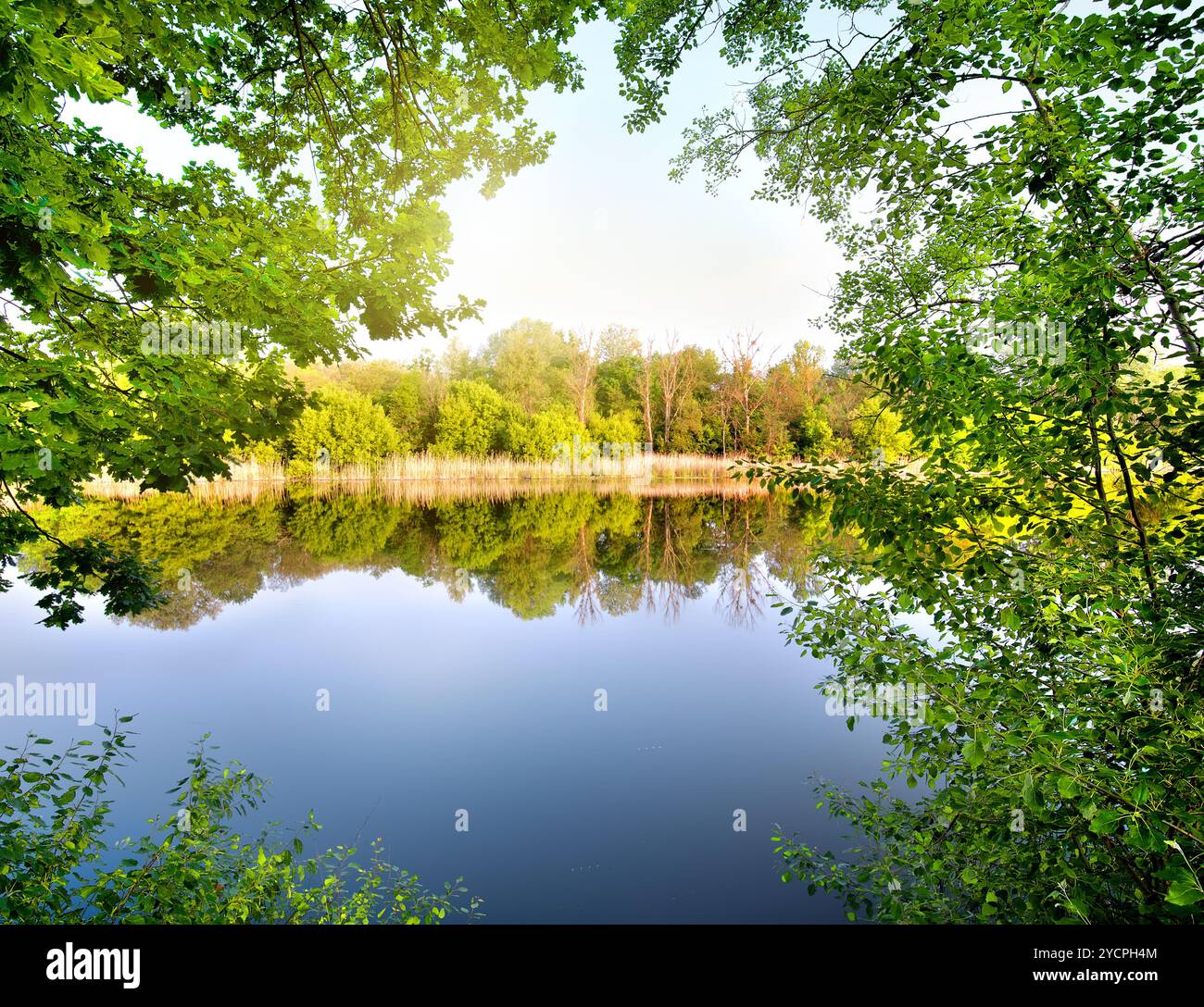 Green trees by the river Stock Photo - Alamy