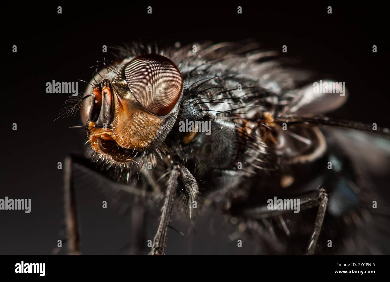 Housefly close-up. Stock Photo