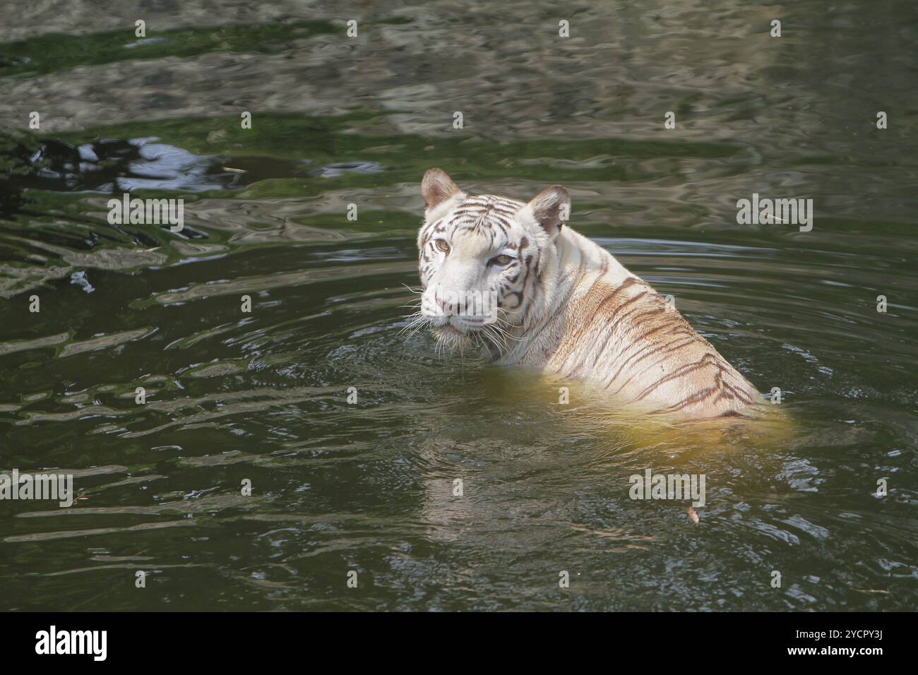 A white Bengal tiger soaks in a pond while looking at the camera Stock Photo