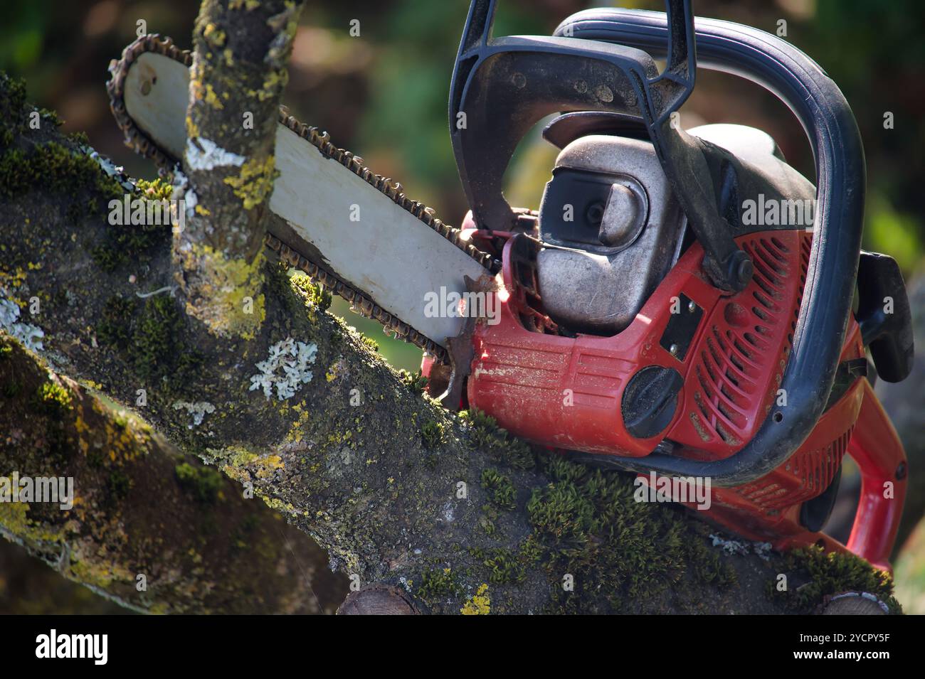 Chainsaw operation hi-res stock photography and images - Alamy