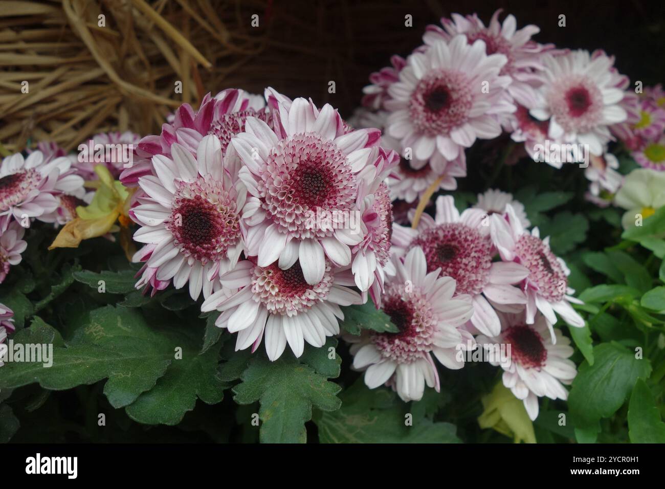 Delicate clusters of colorful flowers hi-res stock photography and ...