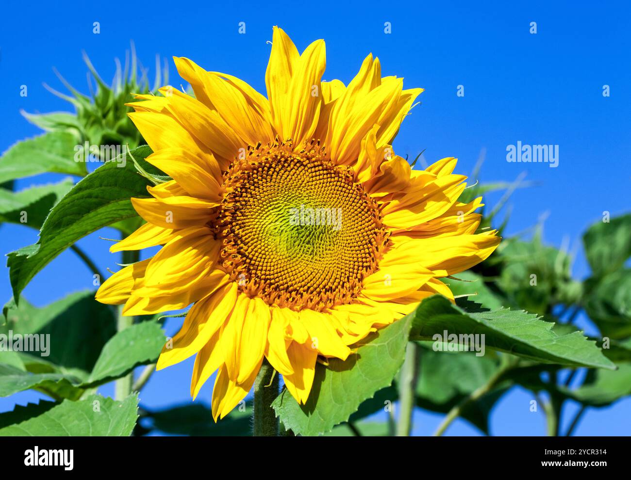 Beautiful yellow sunflowers against blue sky background Stock Photo - Alamy