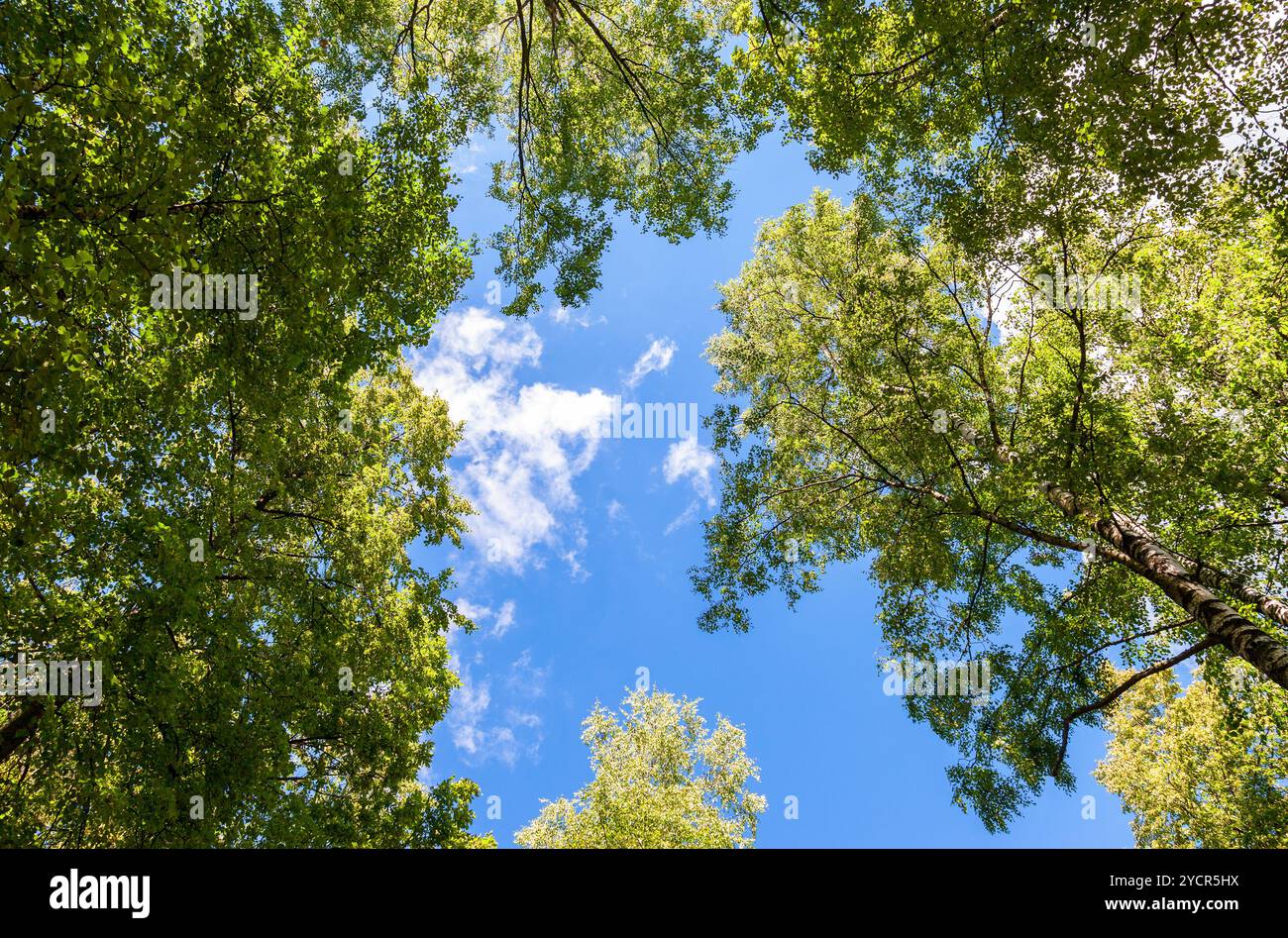 High trees green leaves hi-res stock photography and images - Alamy