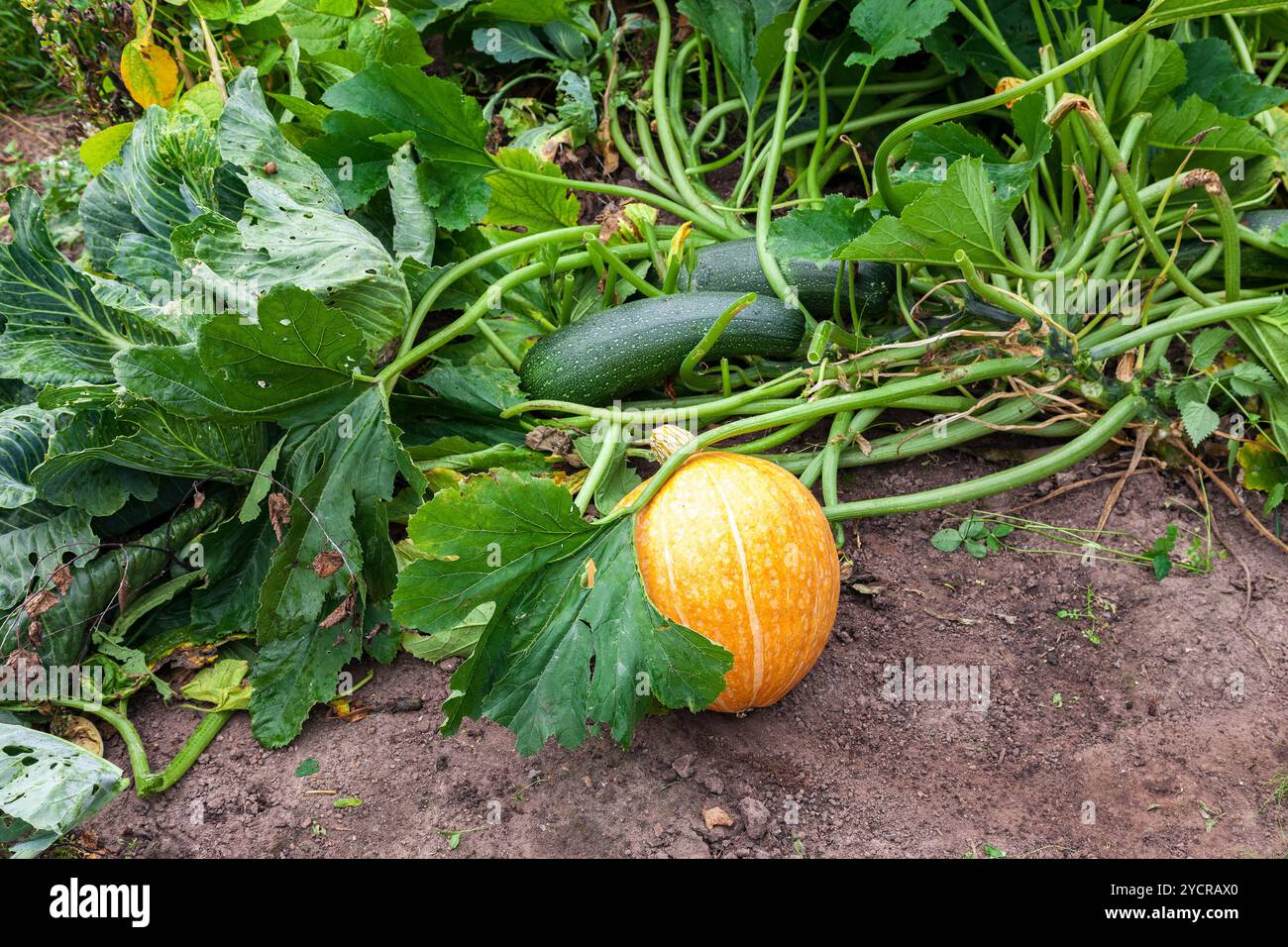 Orange pumpkin with big green leaves growing on the vegetable patch ...