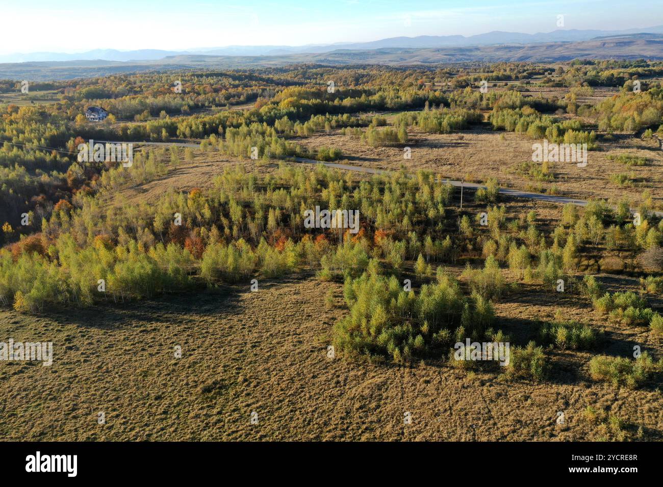 Drone flight over birch hi-res stock photography and images - Alamy