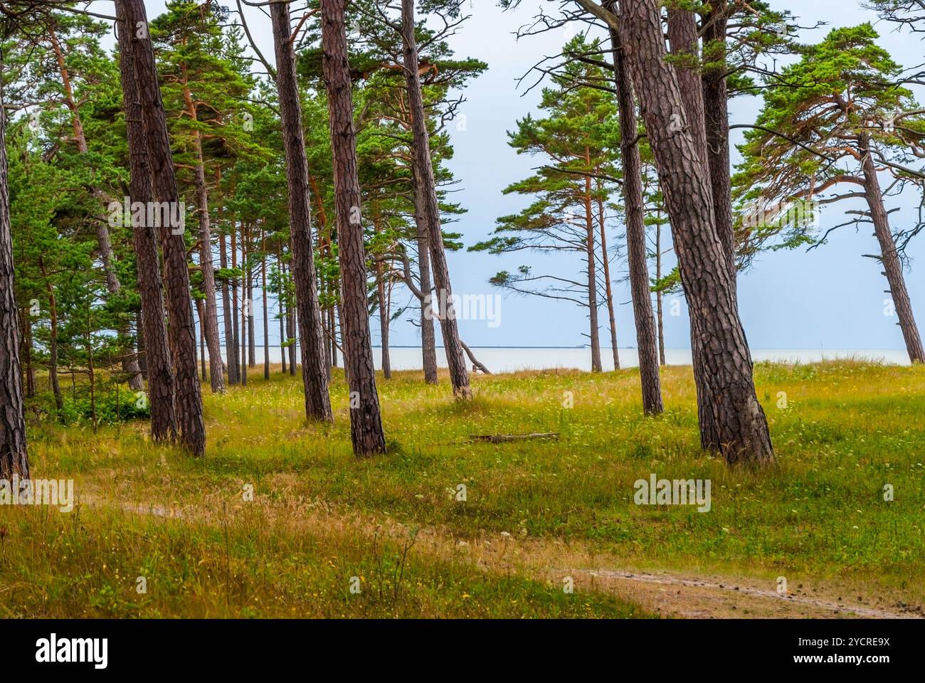 Outdoor view pine forest hi-res stock photography and images - Alamy