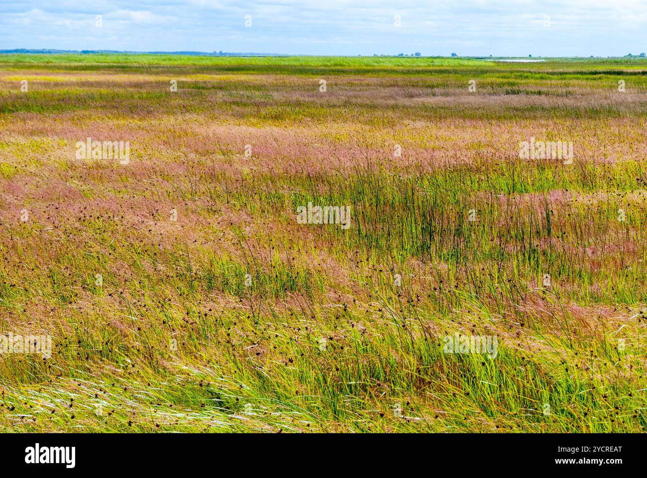 Grass growing sky cloud sky hi-res stock photography and images - Alamy