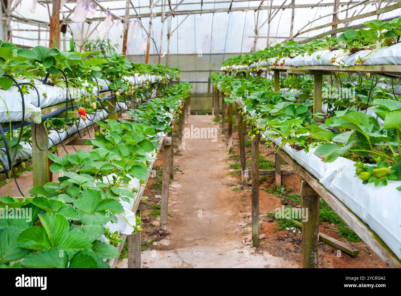 Strawberries growing in lines hi-res stock photography and images - Alamy