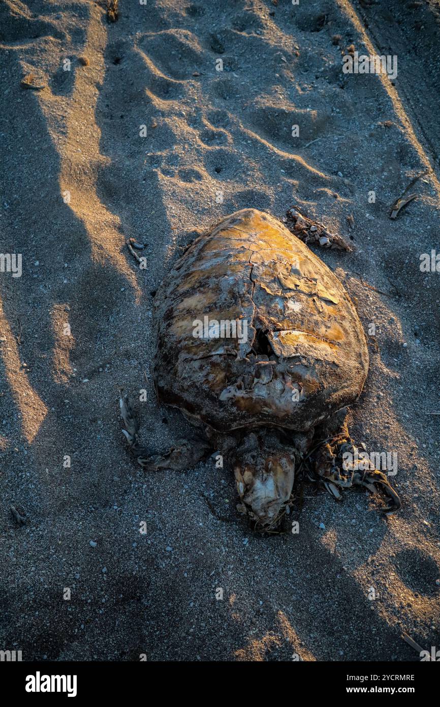 Gabes, Tunisia. 06 June 2024. A dead marine turtle on a beach near the ...