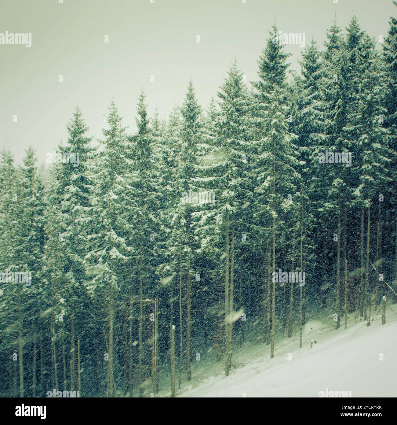 Snowfall tree hi-res stock photography and images - Alamy