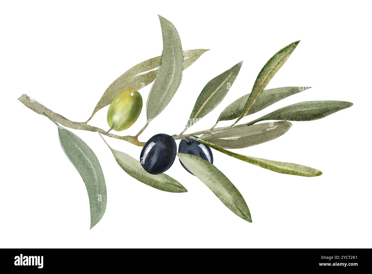 Watercolor illustration of olive branch with olives, with ripe and ...