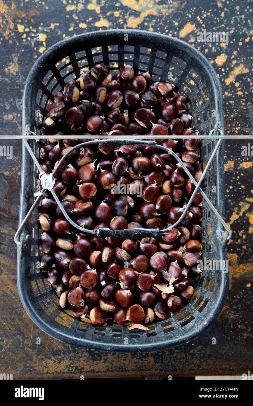Basket with chestnuts Stock Photo