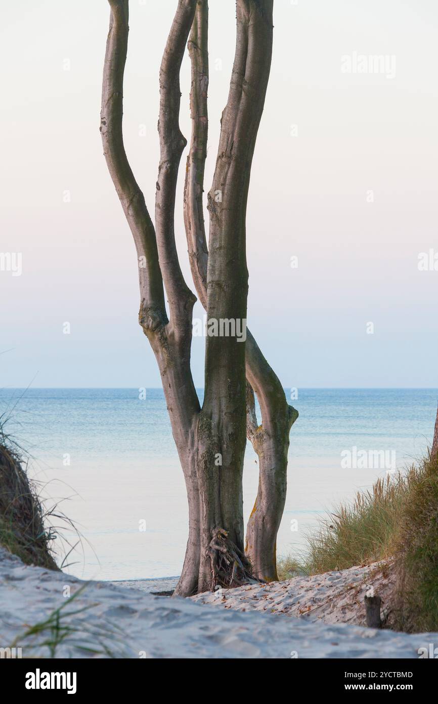 Copper beech trees horizon hi-res stock photography and images - Alamy